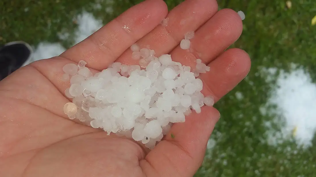 Handful of hailstones held over a lawn scattered with hail